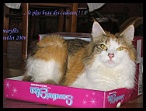 0094 8 juillet 2006